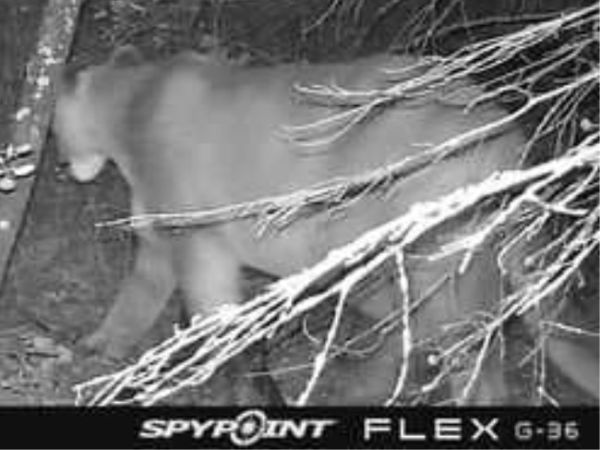 Cougar sighting in Porcupine Mountains