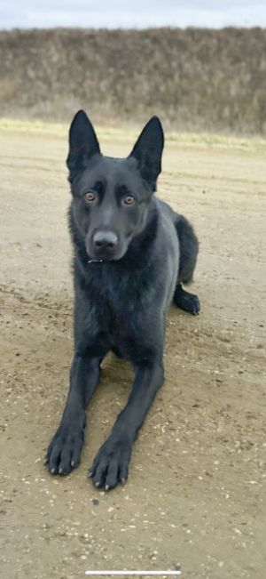 Copper thieves caught in the act