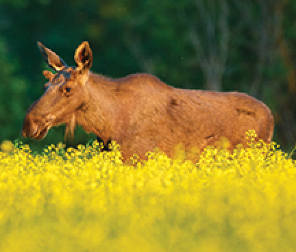 Moose meetings held