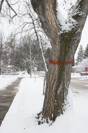 Diseased elm tree removal under way