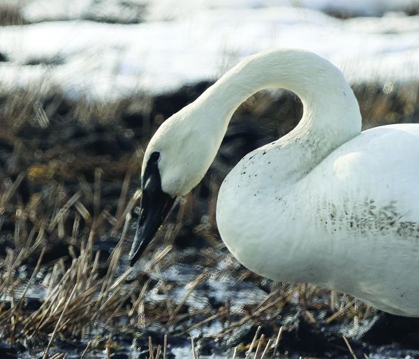 Looking to make a home