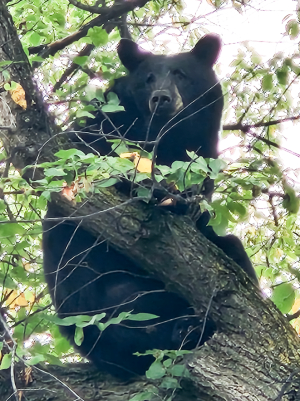 The bear necessities . . . avoid contact if possible