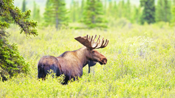 Province vague on moose hunting issues