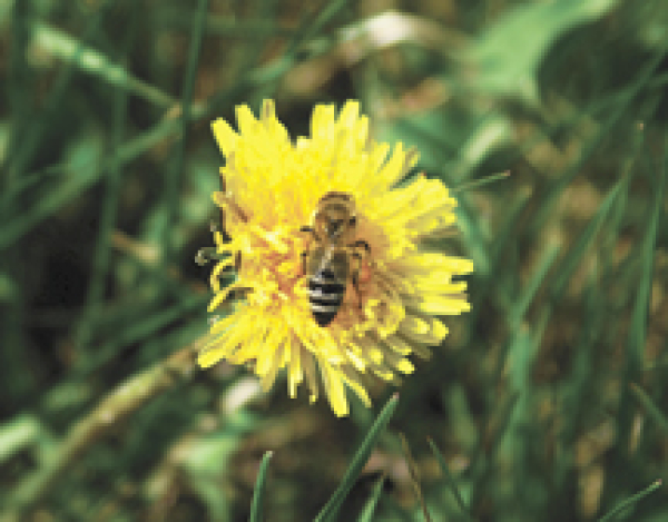 Cosmetic pesticide rules change