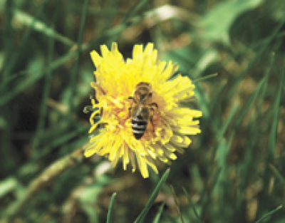Cosmetic pesticide rules change