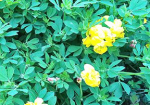 New AgriInsurance details announced