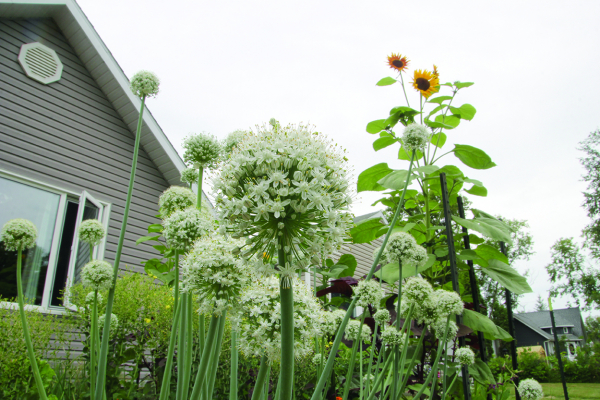 Vegetables and flowers