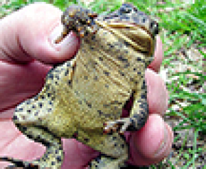 Everything you wanted to know about toads