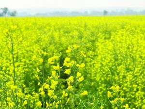 And it was all yellow