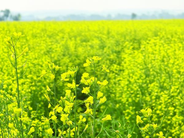 And it was all yellow