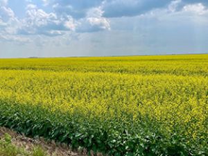 Impact of canola tariff will be devastating