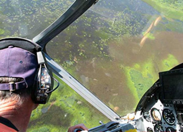 Aerial survey program expanded