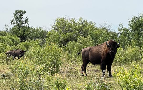 Where the Bison Roam