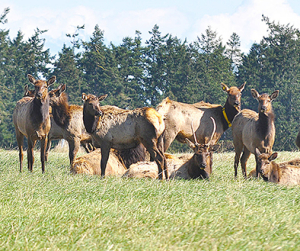 Petition calls for elk cull