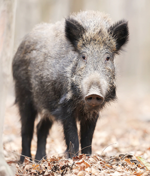 Province, feds up the ante