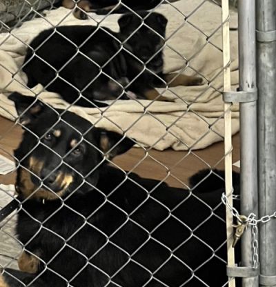 What to consider when adopting a pet