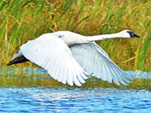 Recovery efforts end swan dive
