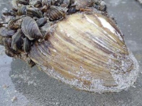 Local group takes part in AIS Advisory Forum