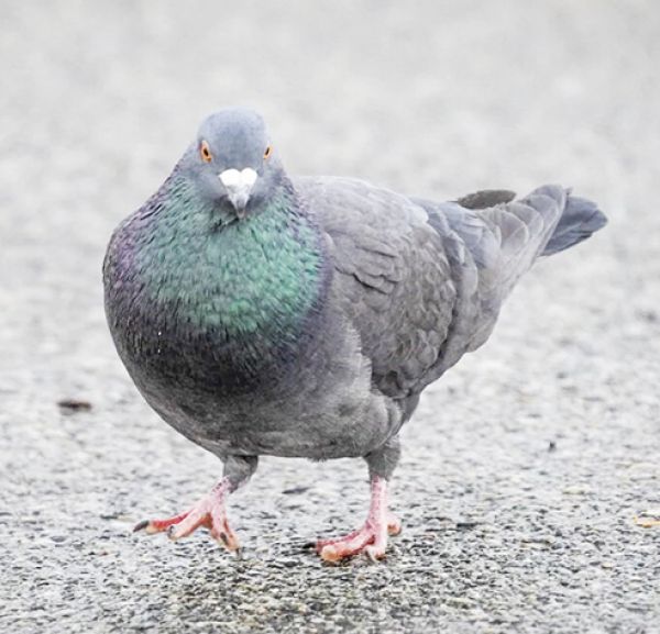 Program poses pigeon problem panacea