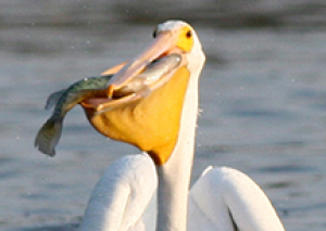 A bird of superlatives