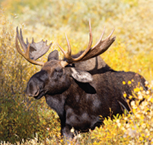 Roblin to host moose management meeting
