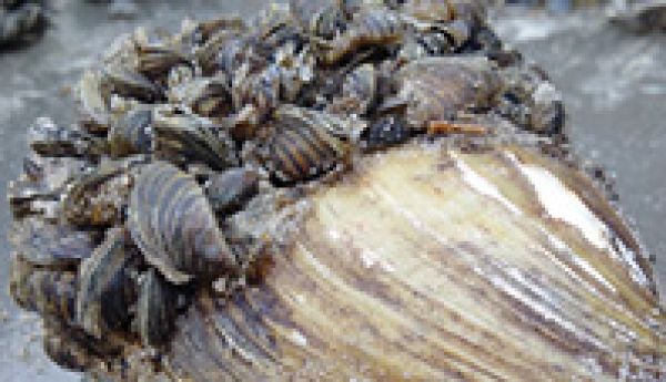 AIS detected in North Cranberry Lake