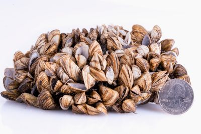 Zebra mussels found in LOTP