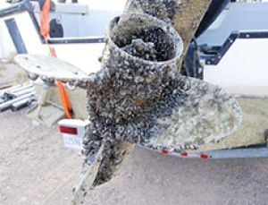 New rules for Clear Lake