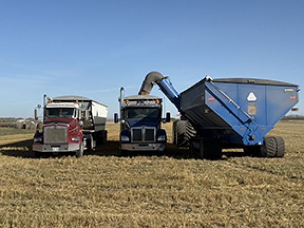 Canola had some challenges this year