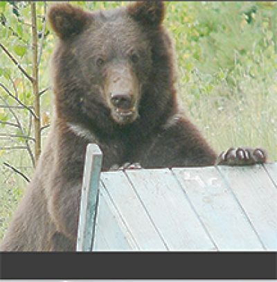 Bad bear behaviour