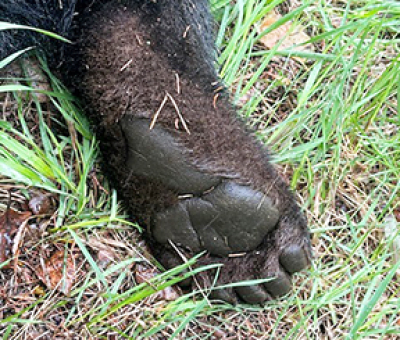 Bruin captured