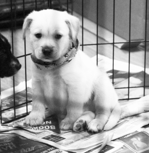 TPAAS offers low income Spay and Neuter Program